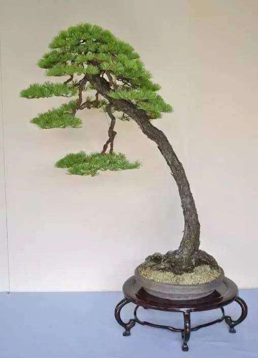 文人树 文人盆景与文人画有什么关系