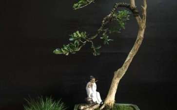 文人树 文人盆景与文人画有什么关系