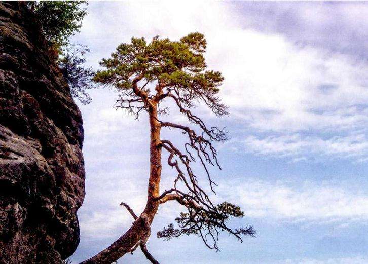 文人树盆景的特征及精神有哪些