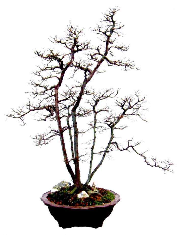 文人树盆景的特征及精神有哪些