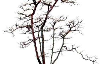 文人树盆景的特征及精神有哪些