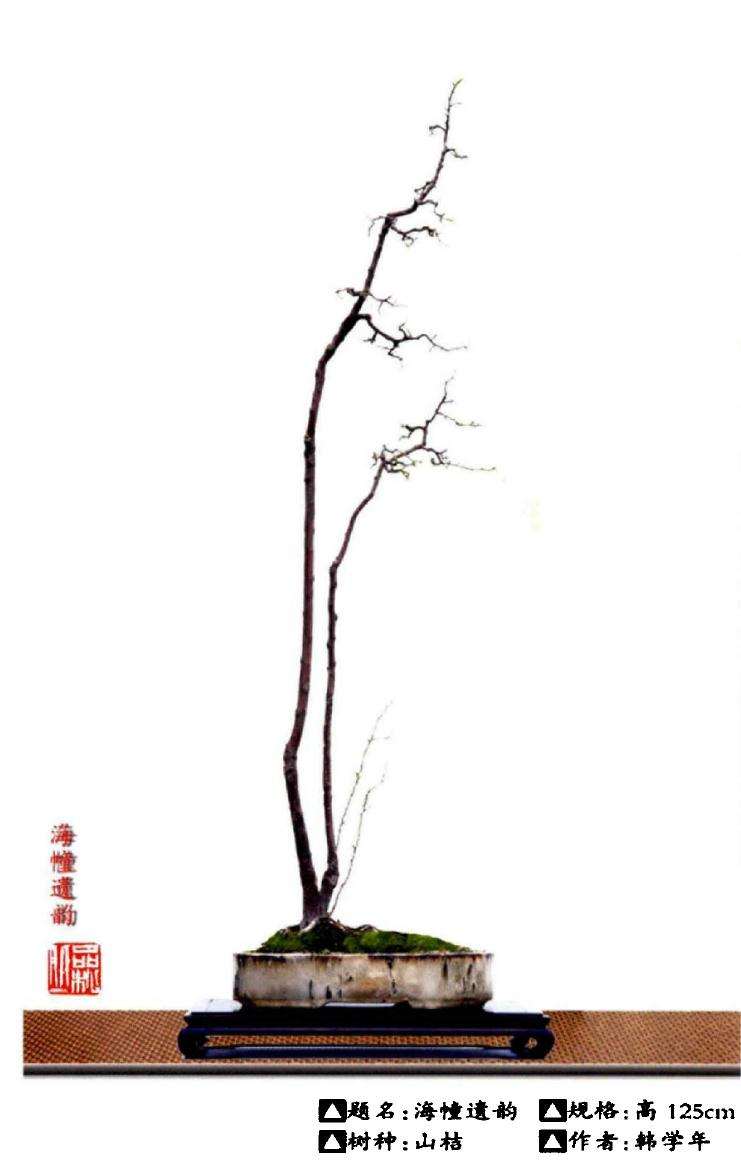 日本文人木盆景和素仁格有什么区别