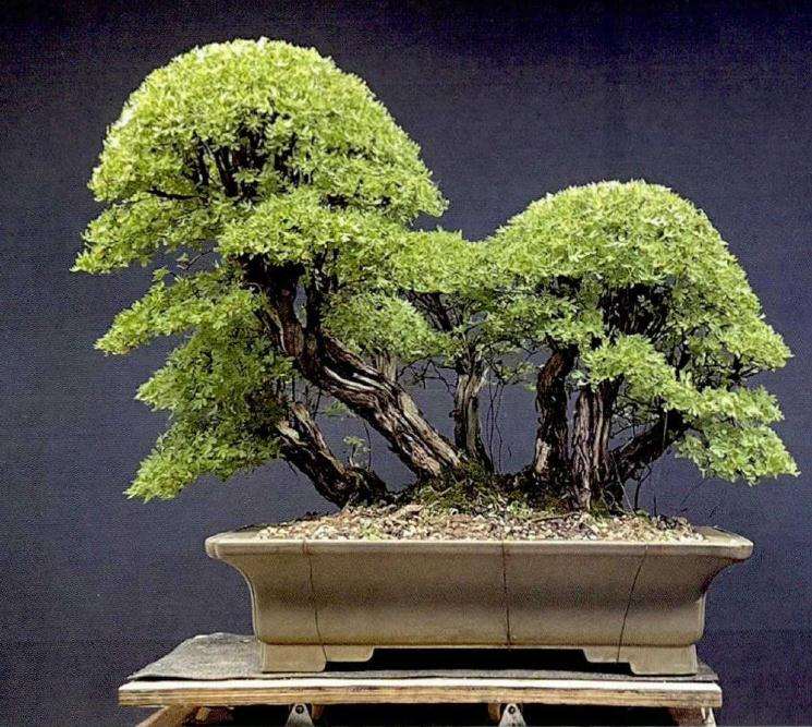 2019年世界盆栽艺术家社团名家作品赏