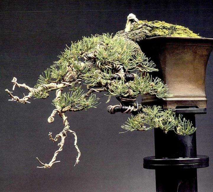 2019年世界盆栽艺术家社团名家作品赏