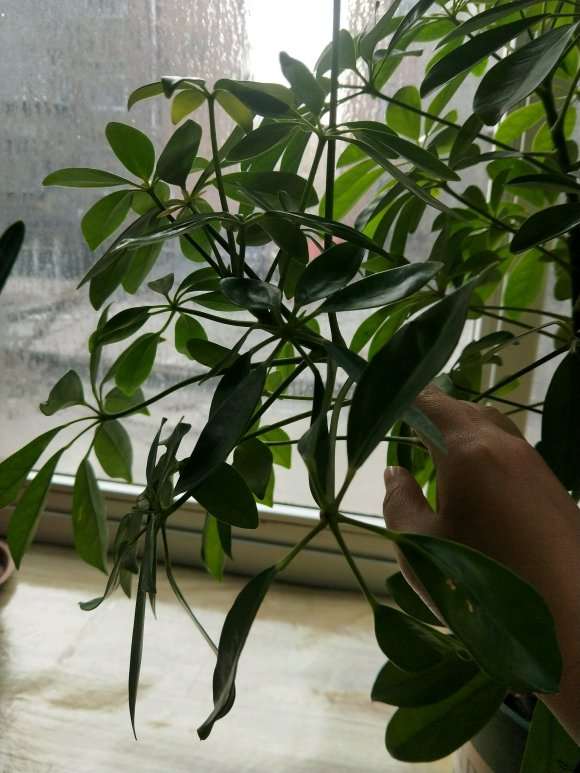 鸭脚木下山桩也分品种吗