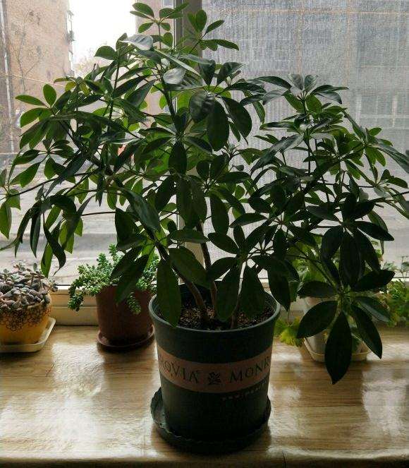 鸭脚木下山桩也分品种吗