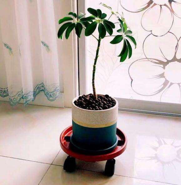 独杆鸭脚木下山桩怎么养