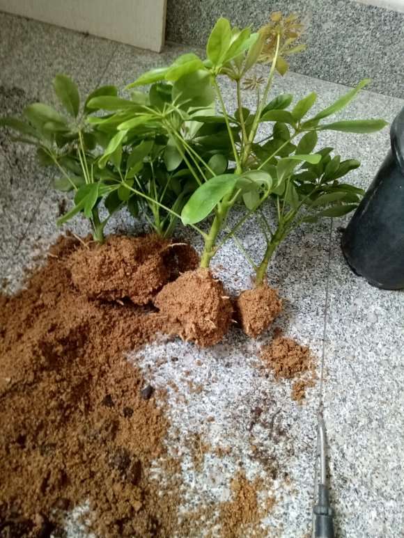 为什么鸭脚木下山桩沙插成活率很高的