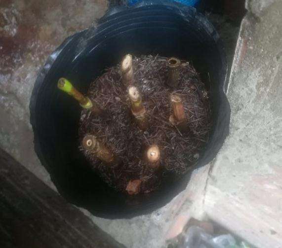鸭脚木下山桩那么难活吗 插十几棵都死了