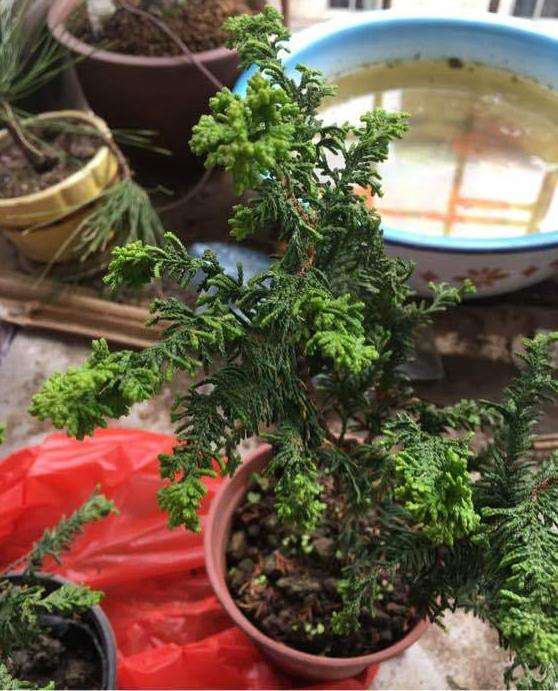 这是石化桧下山桩吗 10元买的 图片