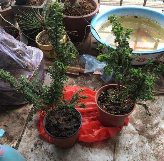 这是石化桧下山桩吗 10元买的 图片