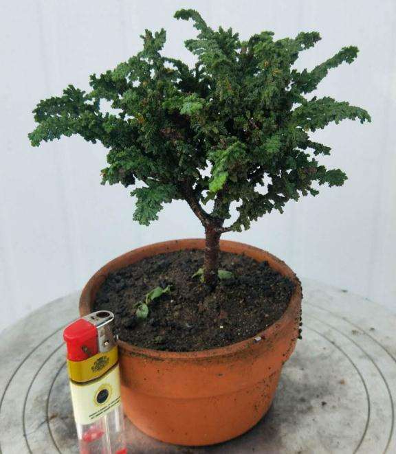 石化桧盆栽都会叶子发黄吗