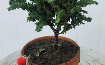 石化桧盆栽都会叶子发黄吗 怎么办