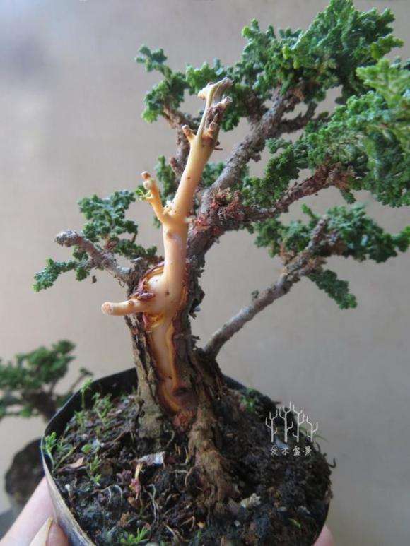 石化桧盆栽可以制作舍利干吗