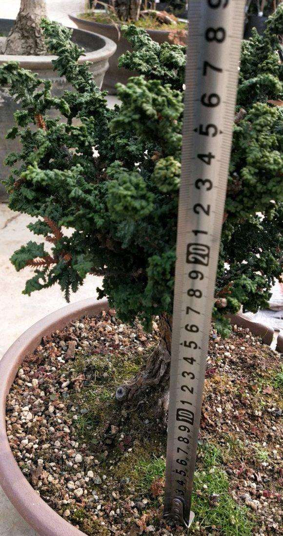 石化桧盆栽可以制作舍利干吗