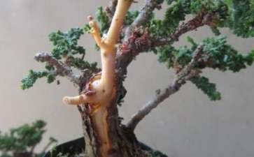 石化桧盆栽可以制作舍利干吗 图片