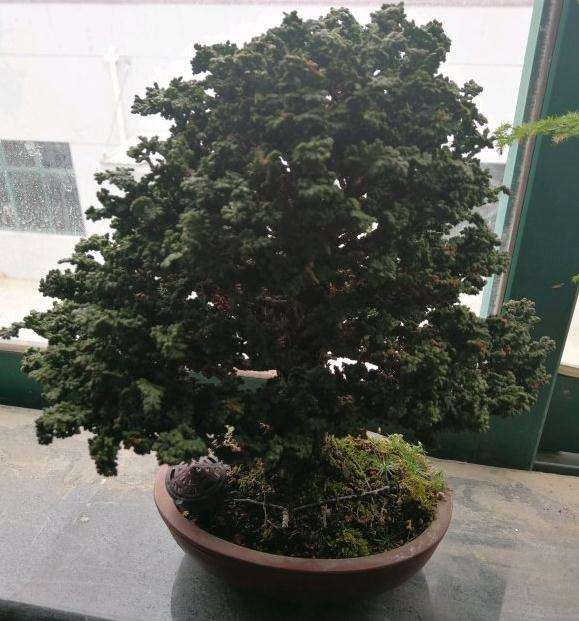 石化桧盆栽是不怎么好养的