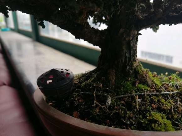 石化桧盆栽是不怎么好养的