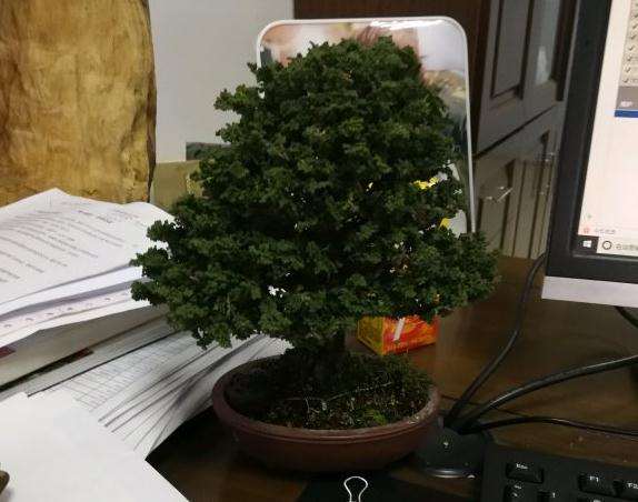 石化桧盆栽是不怎么好养的