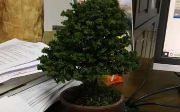 湖北冬天石化桧盆栽放外面养护 怎么样