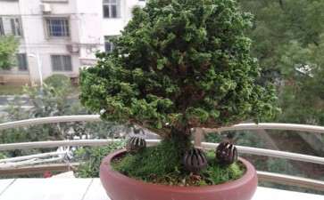 石化桧盆栽日常真正如何养护吗 图片