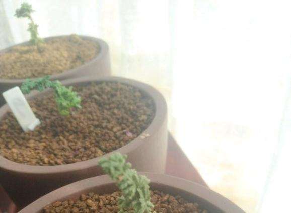 我的石化桧盆栽怎么了 全都干了 图片