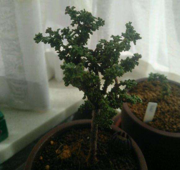 我的石化桧盆栽怎么了 全都干了 图片