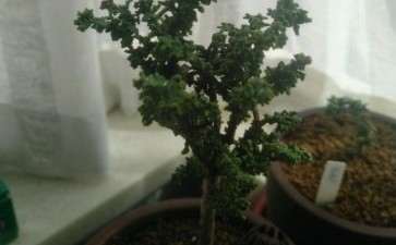 我的石化桧盆栽怎么了 全都干了 图片