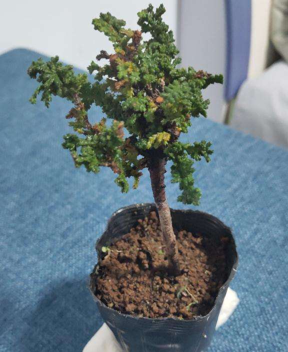 石化桧盆栽用什么土