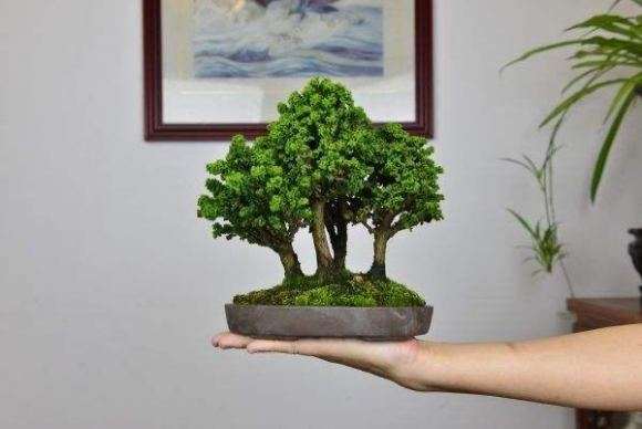 为什么石化桧盆栽增粗