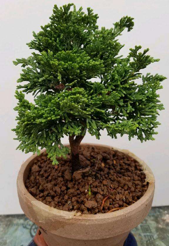 为什么石化桧盆栽已经完全没有真柏的影子