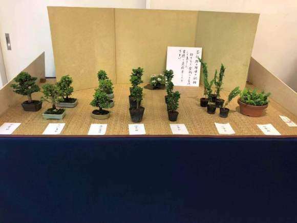 为什么石化桧盆栽已经完全没有真柏的影子