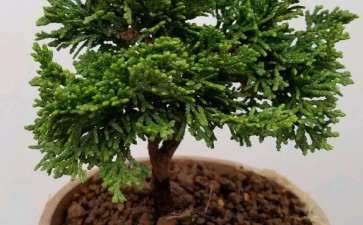 为什么石化桧盆栽已经完全没有真柏的影子