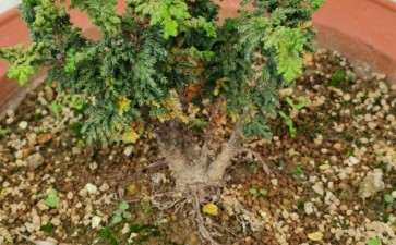 石化桧盆栽长了近2年了 怎么样 图片