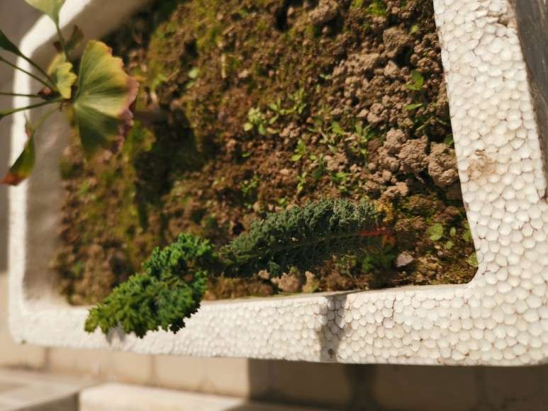 本人扦插了一些石化桧盆栽