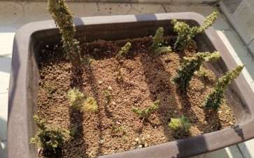 本人扦插了一些石化桧盆栽 怎么样 图片