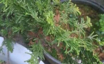 这个是不是石化桧盆栽 怎么样 图片