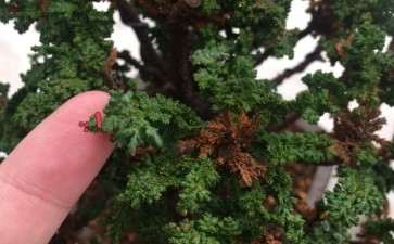 石化桧盆栽怎么修芽的3个方法 图片