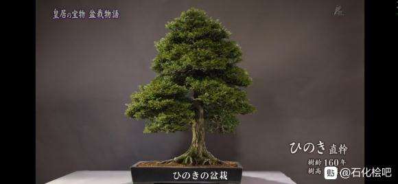 这个是石化桧盆栽吗