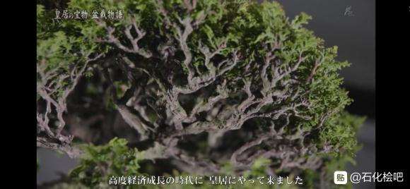 这个是石化桧盆栽吗