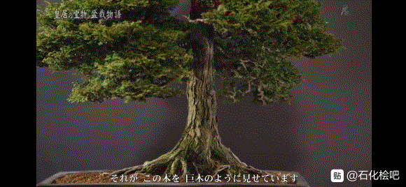 这个是石化桧盆栽吗