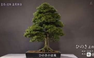 这个是石化桧盆栽吗 图片