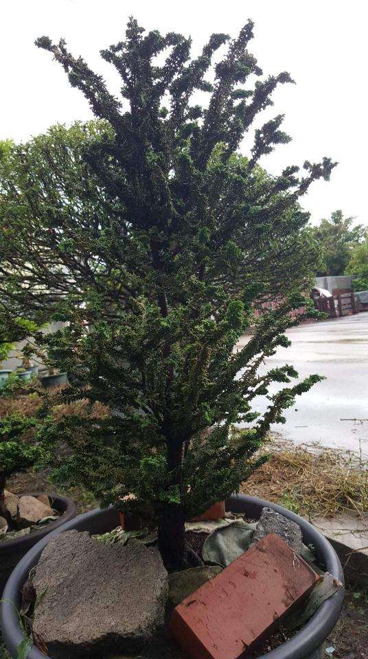 石化桧盆栽可以用赤玉土吗 图片