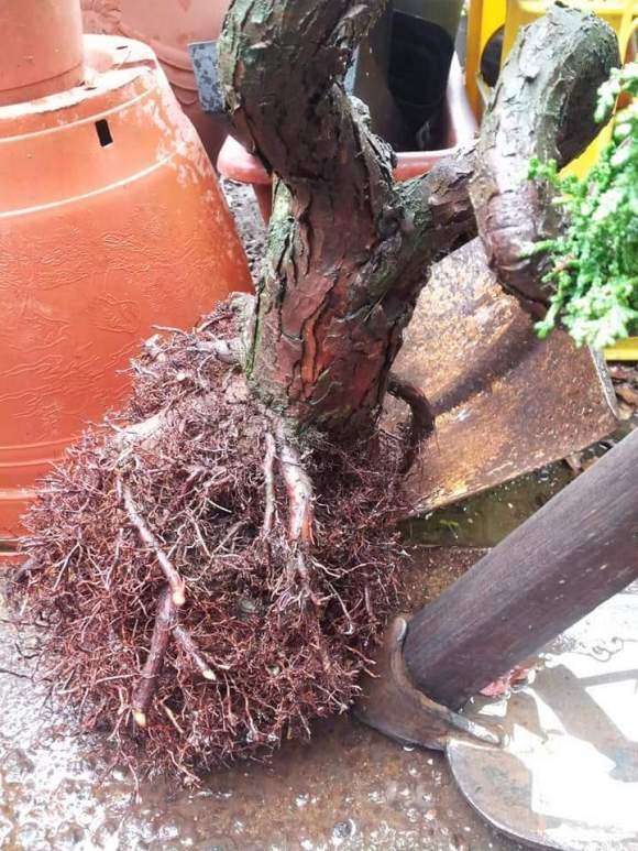 石化桧盆栽可以用赤玉土吗 图片