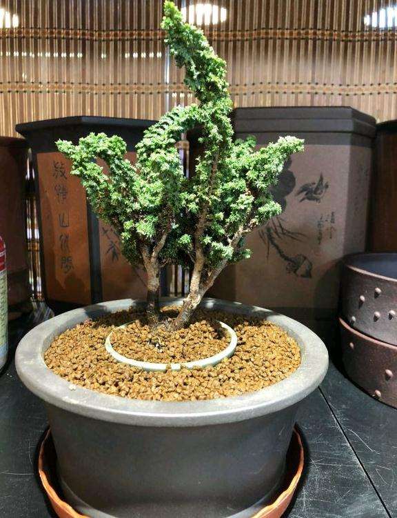 我的原来是石化桧盆栽雅