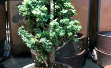 我的原来是石化桧盆栽雅 大牛了 图片