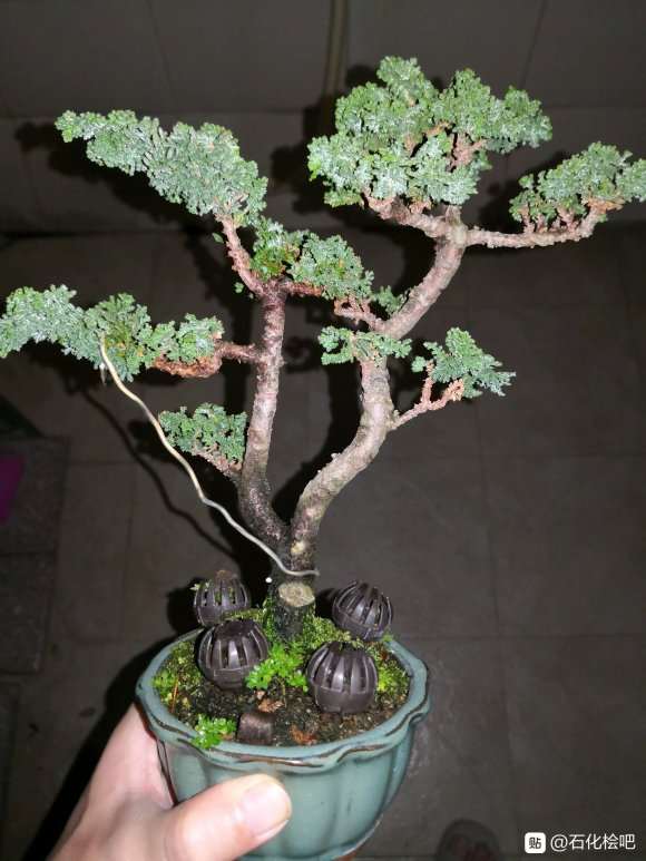 广东玩石化桧盆栽第四年
