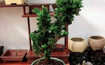 广东玩石化桧盆栽第四年 慢慢长 图片