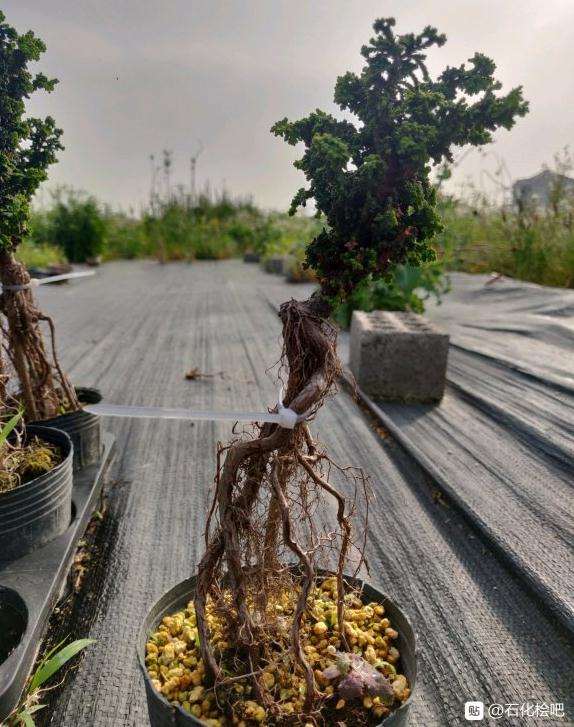 石化桧盆栽有种子吗