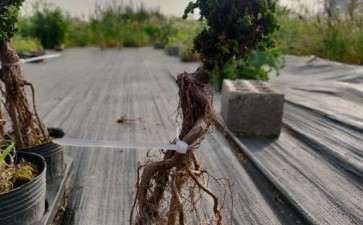 石化桧盆栽有种子吗 怎么样 图片